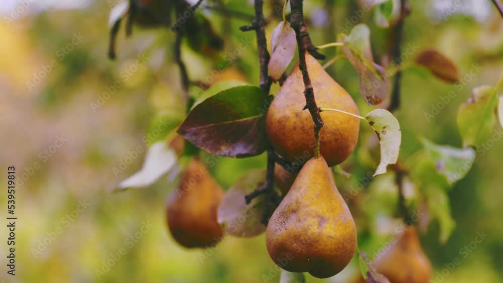 brown pears on a tree close-up brown pears on a tree close-up