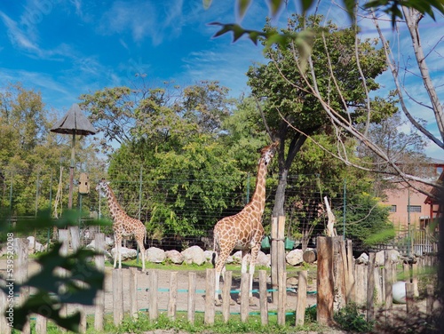 Photography giraffes in the zoo