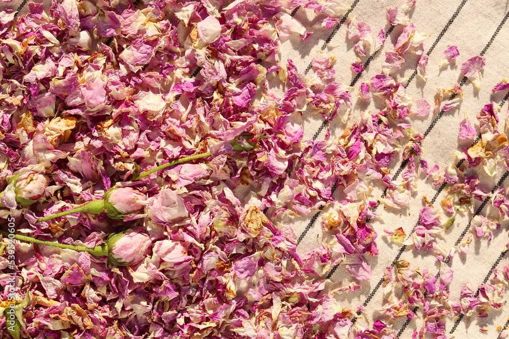 Scattered dried tea rose flowers and petals on striped fabric, top view Scattered dried tea rose flowers and petals on striped fabric, top view