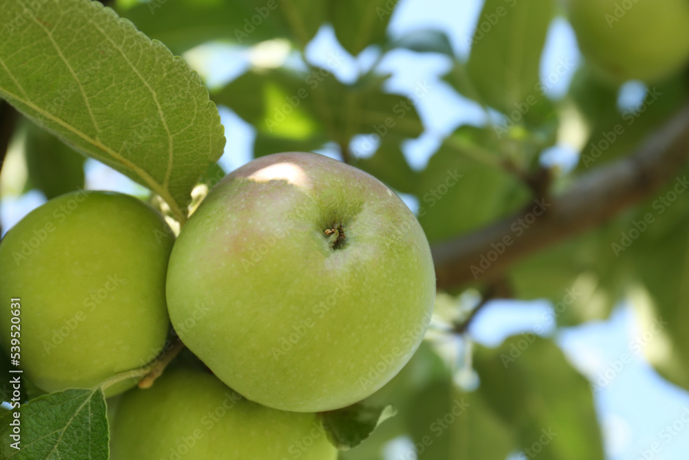 Fresh and ripe apples on tree branch, closeup. Space for text Fresh and ripe apples on tree branch, closeup. Space for text