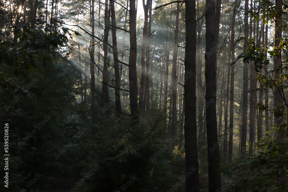 Fototapeta premium Majestic view of forest with sunbeams shining through trees in morning