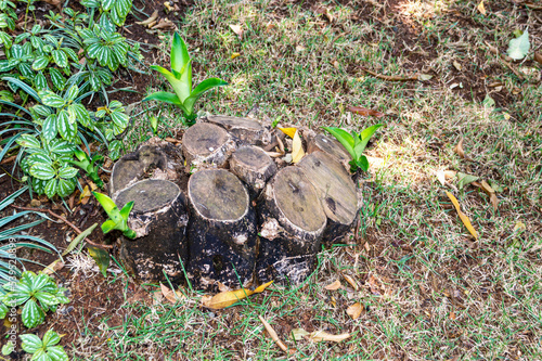 Tree deforestation. Sieried tree trunk. Lide plants on the lawn.