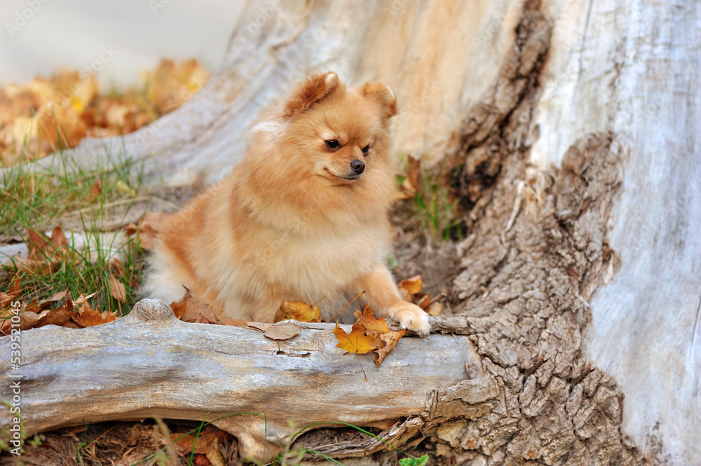 Little red pomeranian on the old tree roots