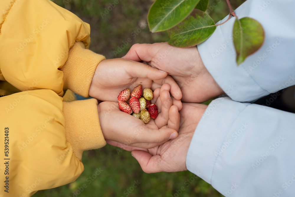Faceless child sharing strawberries with mon in autumn nature Faceless child sharing strawberries with mon in autumn nature