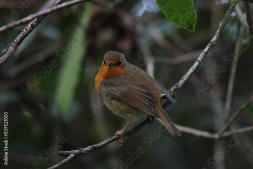 A wild Robin bird in the forest during the Autumn. This birds are popular around Christmas time and often found on cards.
