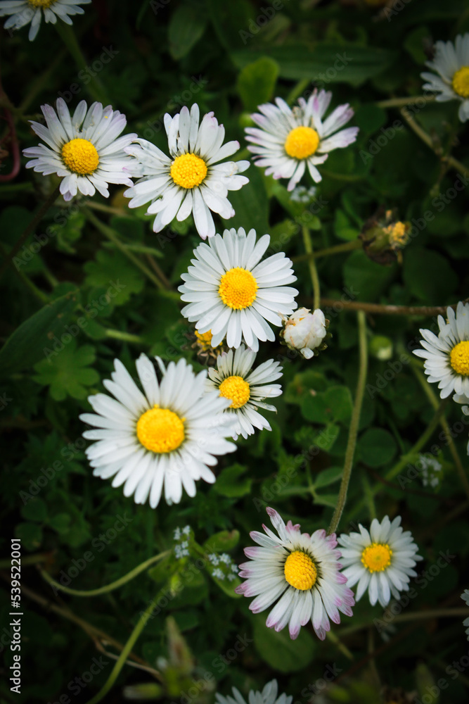 fleur, nature, pâquerette, champ, fleures, fleurir, beauté, flore, floral fleur, nature, pâquerette, champ, fleures, fleurir, beauté, flore, floral