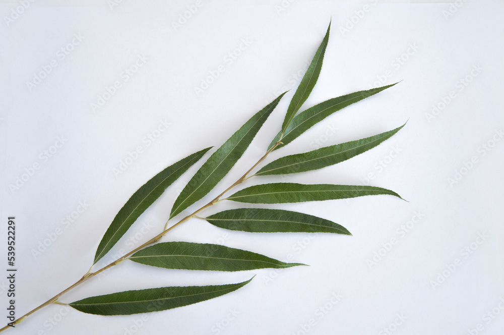 Willow branch with green leaves on a white background. Close-up copy space. Willow branch with green leaves on a white background. Close-up copy space.
