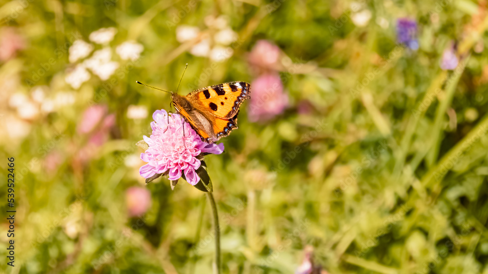 Aglais urticae, small tortoiseshell butterfly, at the famous Hoher Kasten summit, Bruelisau, Appenzell, Switzerland Aglais urticae, small tortoiseshell butterfly, at the famous Hoher Kasten summit, Bruelisau, Appenzell, Switzerland