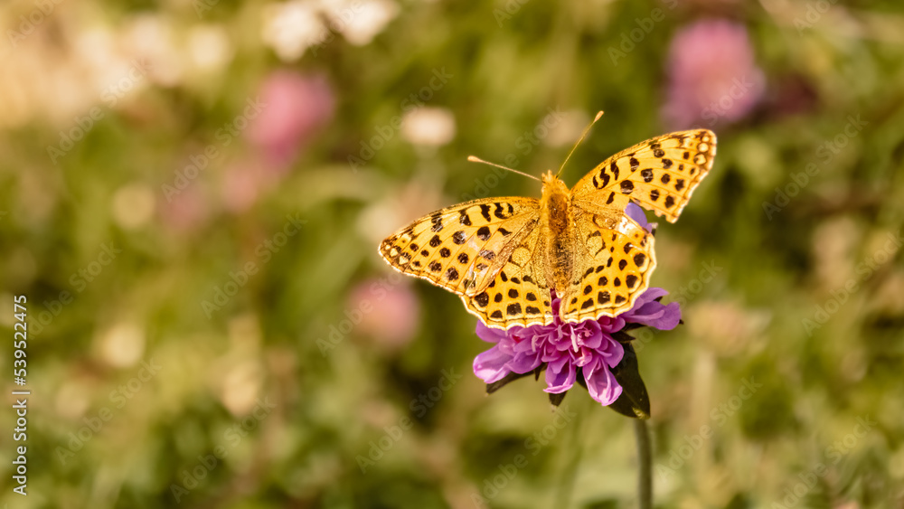 Obraz premium Issoria lathonia, Queen of Spain fritillary butterfly, at the famous Hoher Kasten summit, Bruelisau, Appenzell, Switzerland