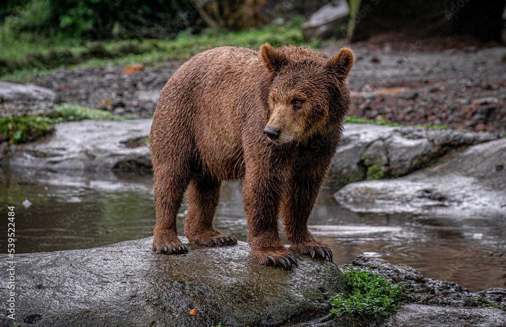 Fototapeta premium Brown Bear in the rain with wet fur