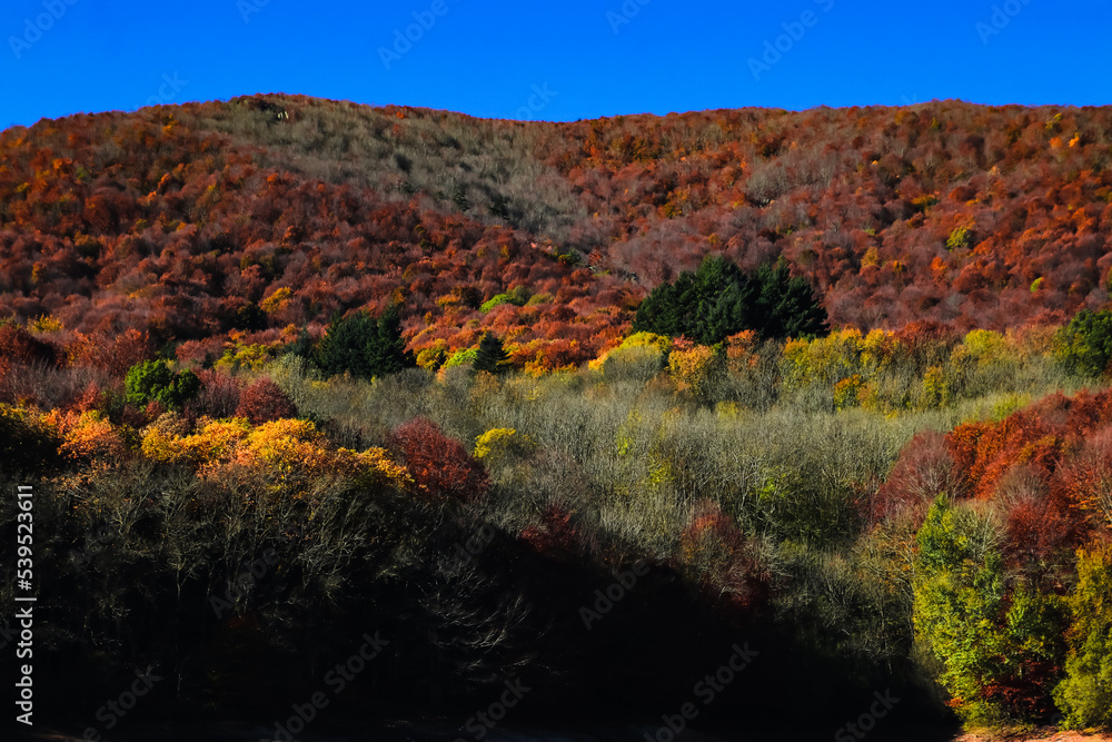 Obraz premium Vistas de un bosque con colores otoñales