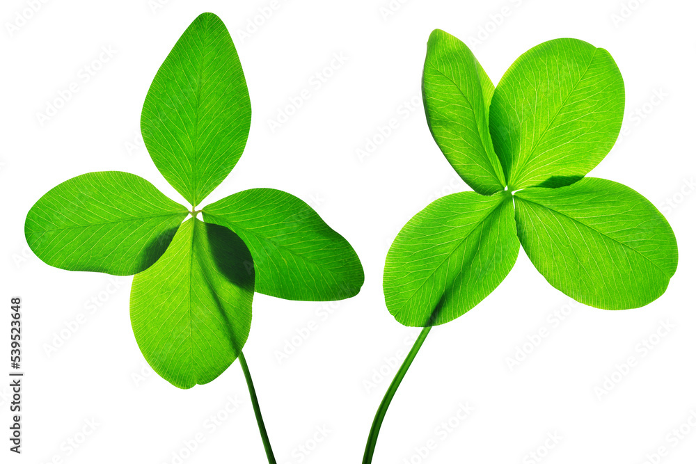 Four leaf clover isolated, PNG. Four leaf clover isolated, PNG.