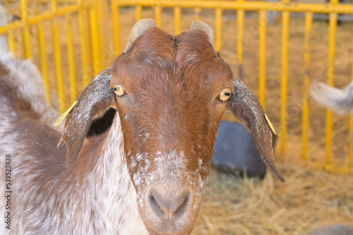 cabras de raza payoya photo