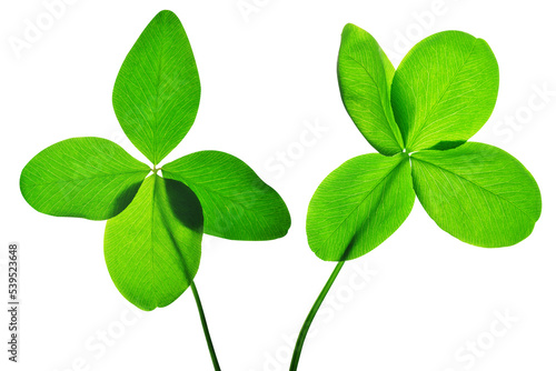 Four leaf clover isolated, PNG.