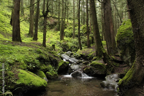 waterfall in the forest