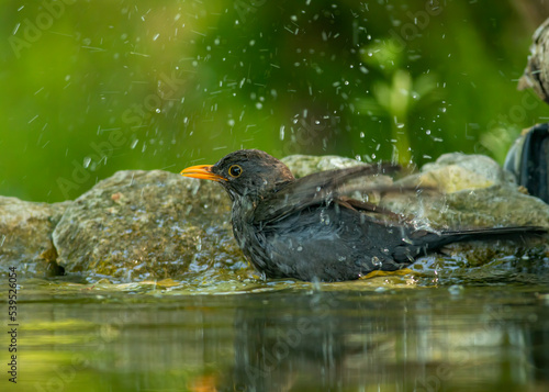Female blackbird take a bath