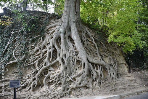 Roots of an ancient tree, Greenville, South Carolina