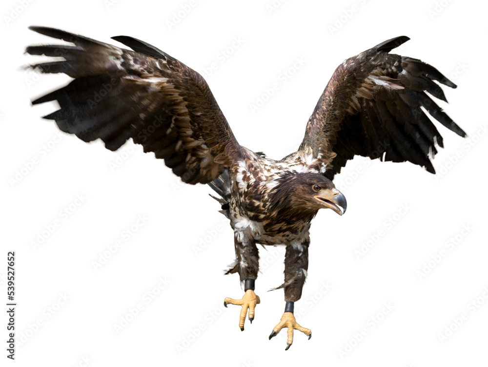 Obraz premium Eagle with spread wings, isolated