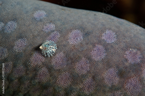 A parasitic cap limpet, Thyca crystallina, feeds on the arm of a blue Linckia sea star on a reef in Indonesia. This mollusk species specializes on this type of sea star. photo