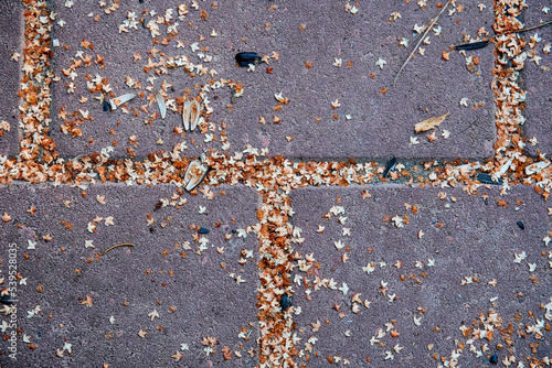 Paving slabs, paving stones close-up strewn with seeds from nearby trees and bushes. Texture of the object