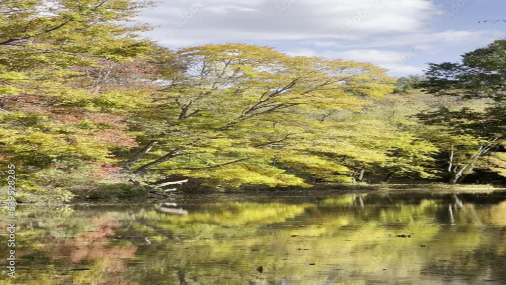 A beautiful autumn day along Slippery Rock Creek in Western Pennsylvania. The trees are colorful and leaves are falling as the wind blows the trees. Vertical video with nobody in it. A beautiful autumn day along Slippery Rock Creek in Western Pennsylvania. The trees are colorful and leaves are falling as the wind blows the trees. Vertical video with nobody in it.
