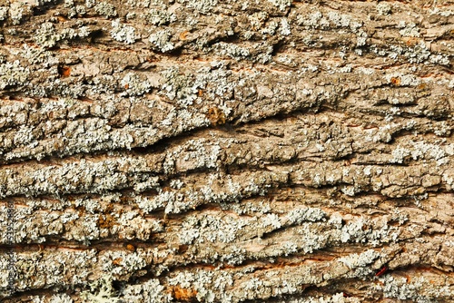 Background  texture of old linden bark
