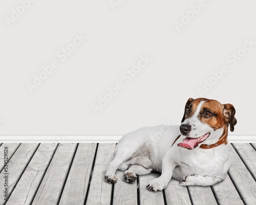 Cute domestic young dog play and posing