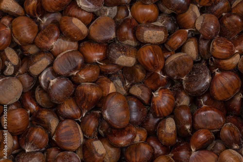 Close-up view of many chestnuts Close-up view of many chestnuts