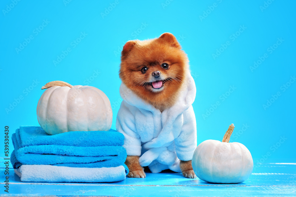 Pretty spitz in white bathrobe with towels after bathing Pretty spitz in white bathrobe with towels after bathing