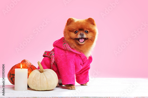 Pretty pomeranian spitz in a pink bathrobe ©  Tatyana Kalmatsuy