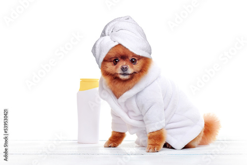 Принти на полотні Pretty spitz in white bathrobe and towel turban on head