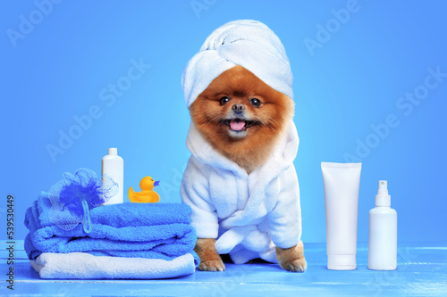 Spitz after bathing  in a bathrobe and towel turban