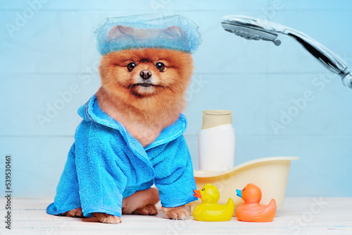 Spitz after bathing in a plastic shower hat and blue bathrobe photo