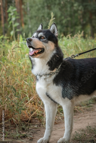 Beautiful purebred husky on a walk in the summer forest. © shymar27