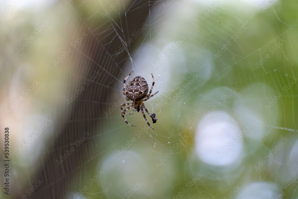 Brown spider with white cross on back sitting on web in forest close up
