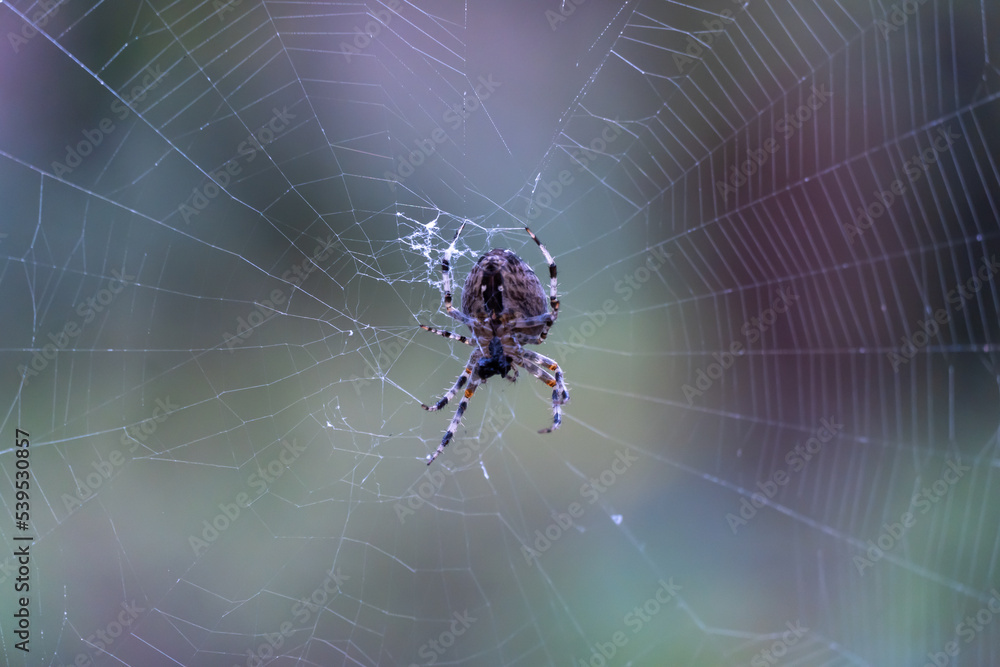 Brown spider with white cross on back sitting on web in forest close up
