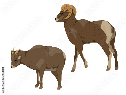 Pair of mountain sheep. Wild mammals of North America. realistic vector animal