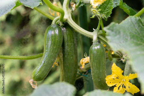 Canvastavla Gurken Cucumis sativus aus dem eigenen Garten