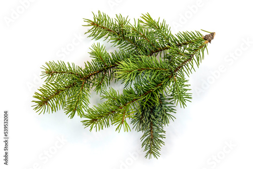 fir tree branch isolated on white with a shadow.