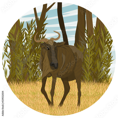 Round composition. Wildebeest walks across the African avannah. Realistic vector landscape