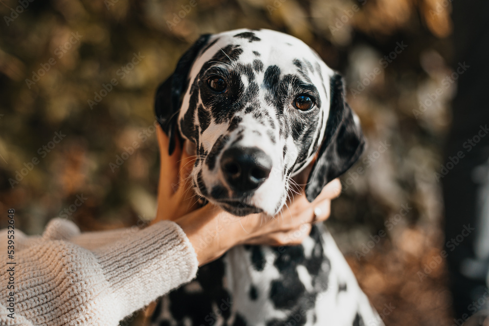 Muzzle of a dog with the owner's hands. Dalmatian