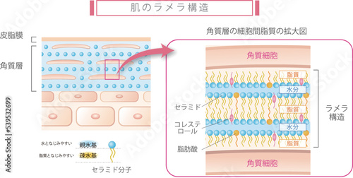 肌のラメラ構造とセラミドの役割