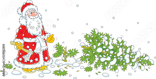 Santa Claus with an axe and a felled green fir tree on a snowy forest glade, vector cartoon illustration isolated on a white background
