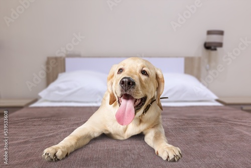 Cute playful young dog on a bed