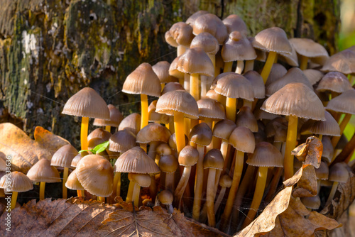 Mycena Tricholomataceae. Low depth of field. Morning light. Macro photo. Large group of mushrooms. Forest in autumn. Poisonous toadstool mushrooms. photo