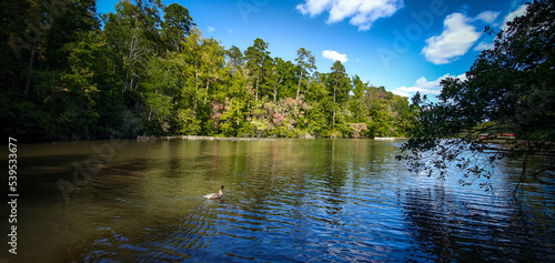 Ducks family, Lake Placid, Paris Mountain State Park, Greenville, South Carolina