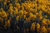 Landscape of yellow and green fir tree forest