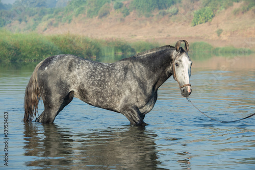  beautiful grey Marwari  stallion posing  in river at early morning . india.