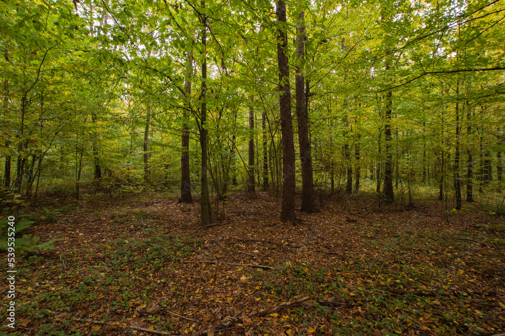 Fototapeta premium Autumn multicolored wild forest on a sunny warm fall day. Day.