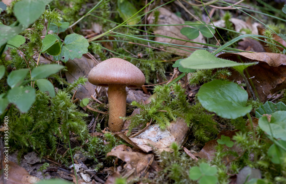 Isolated wild mushroom found in the woods, Pyrenees, France Isolated wild mushroom found in the woods, Pyrenees, France